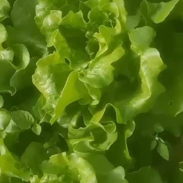 精品意大利生菜精品意大利生菜