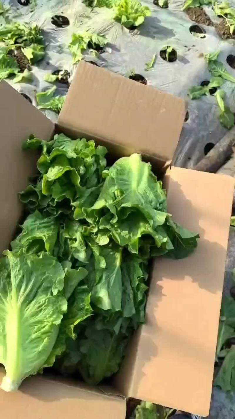 精品意大利生菜精品意大利生菜