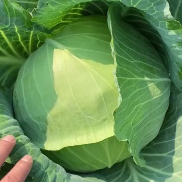 江苏省东台市精品优质奥奇娜包菜，现货大量供应