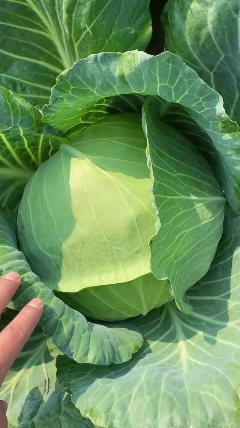 江苏省东台市精品优质奥奇娜包菜，现货大量供应