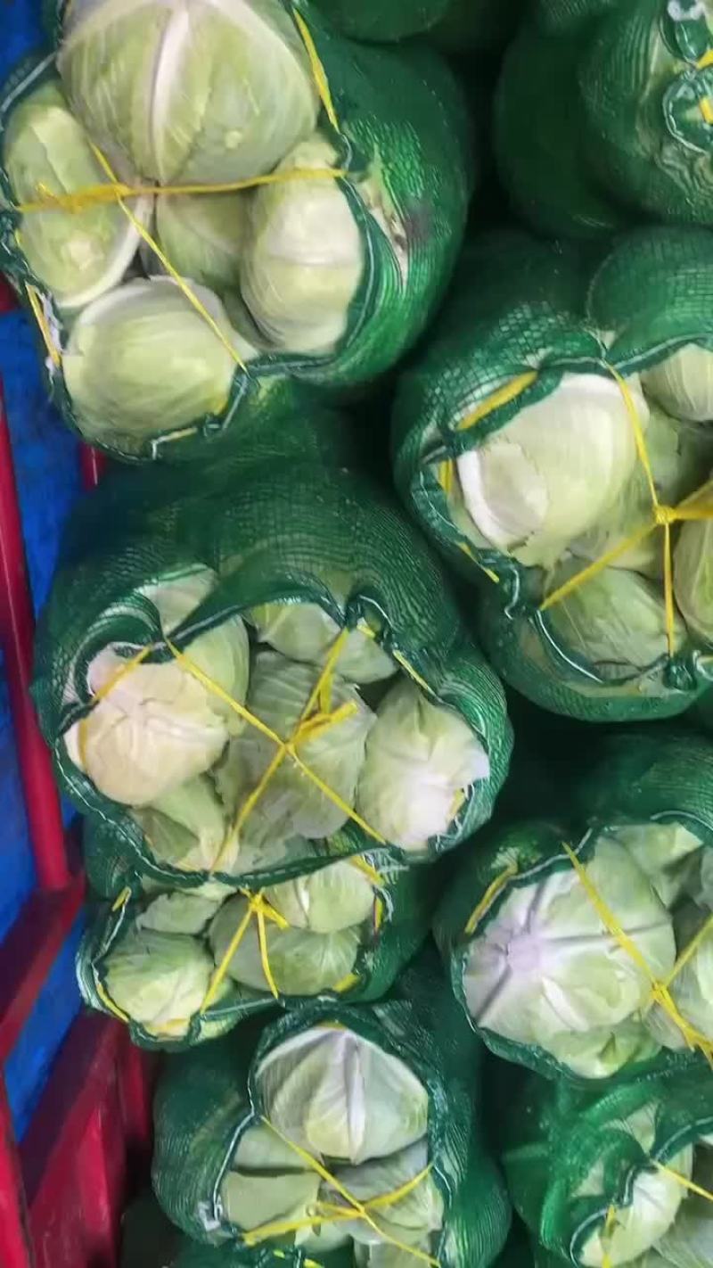 江苏省东台市精品优质奥奇娜包菜，现货大量供应
