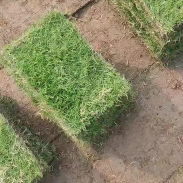 精品马尼拉草皮批发自产自销