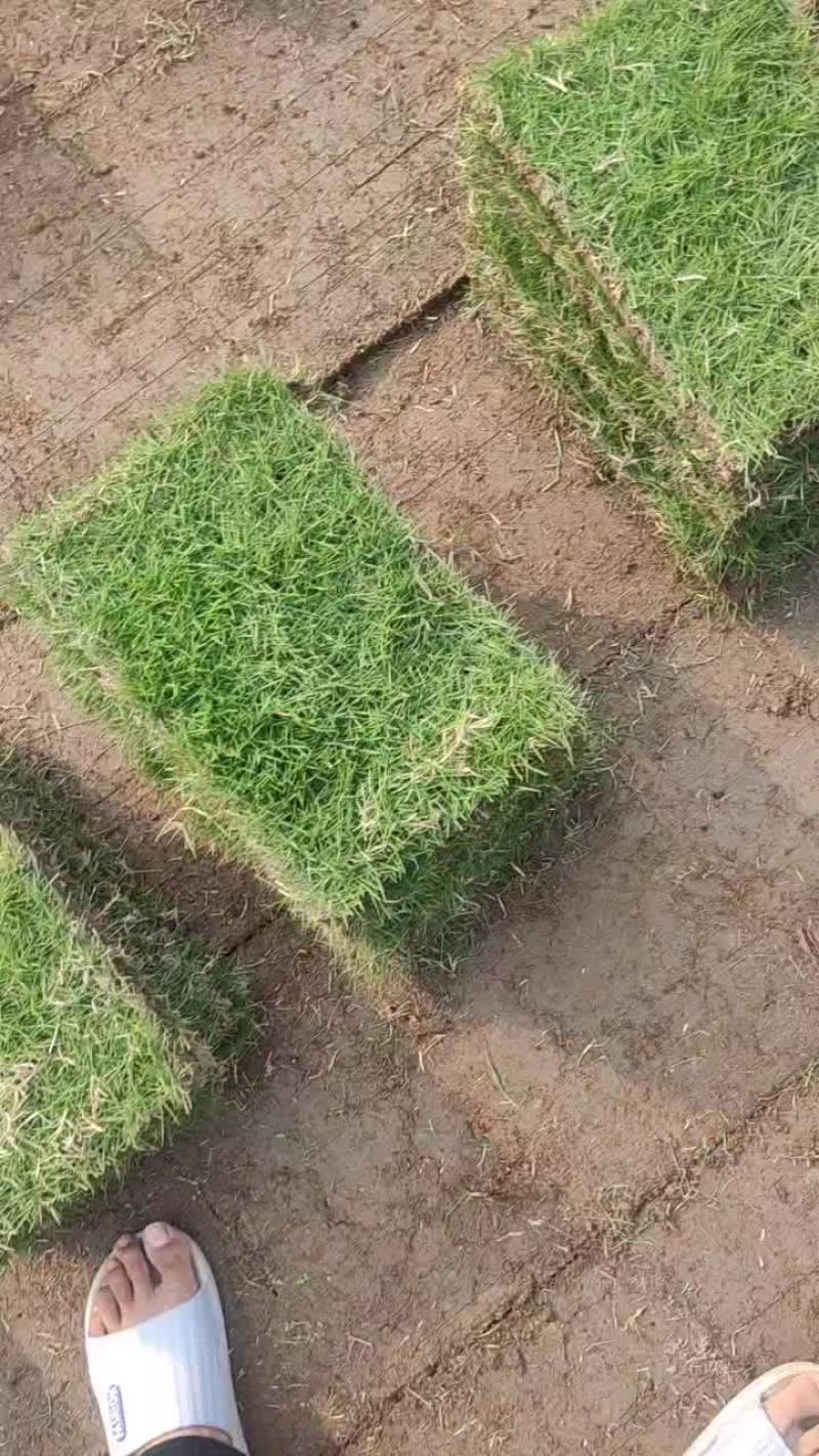 精品马尼拉草皮批发自产自销