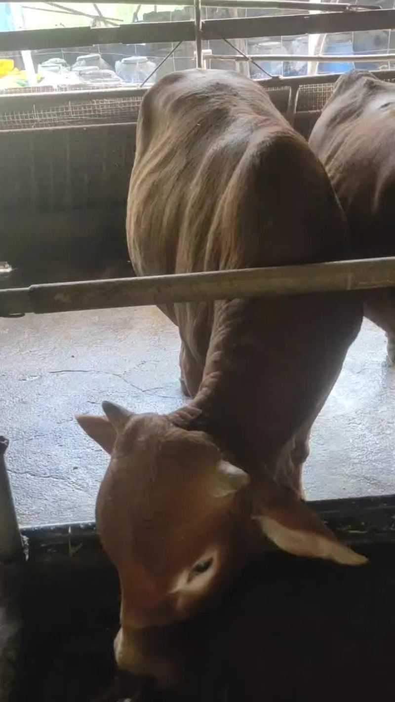 土黄牛可杀可二次育肥