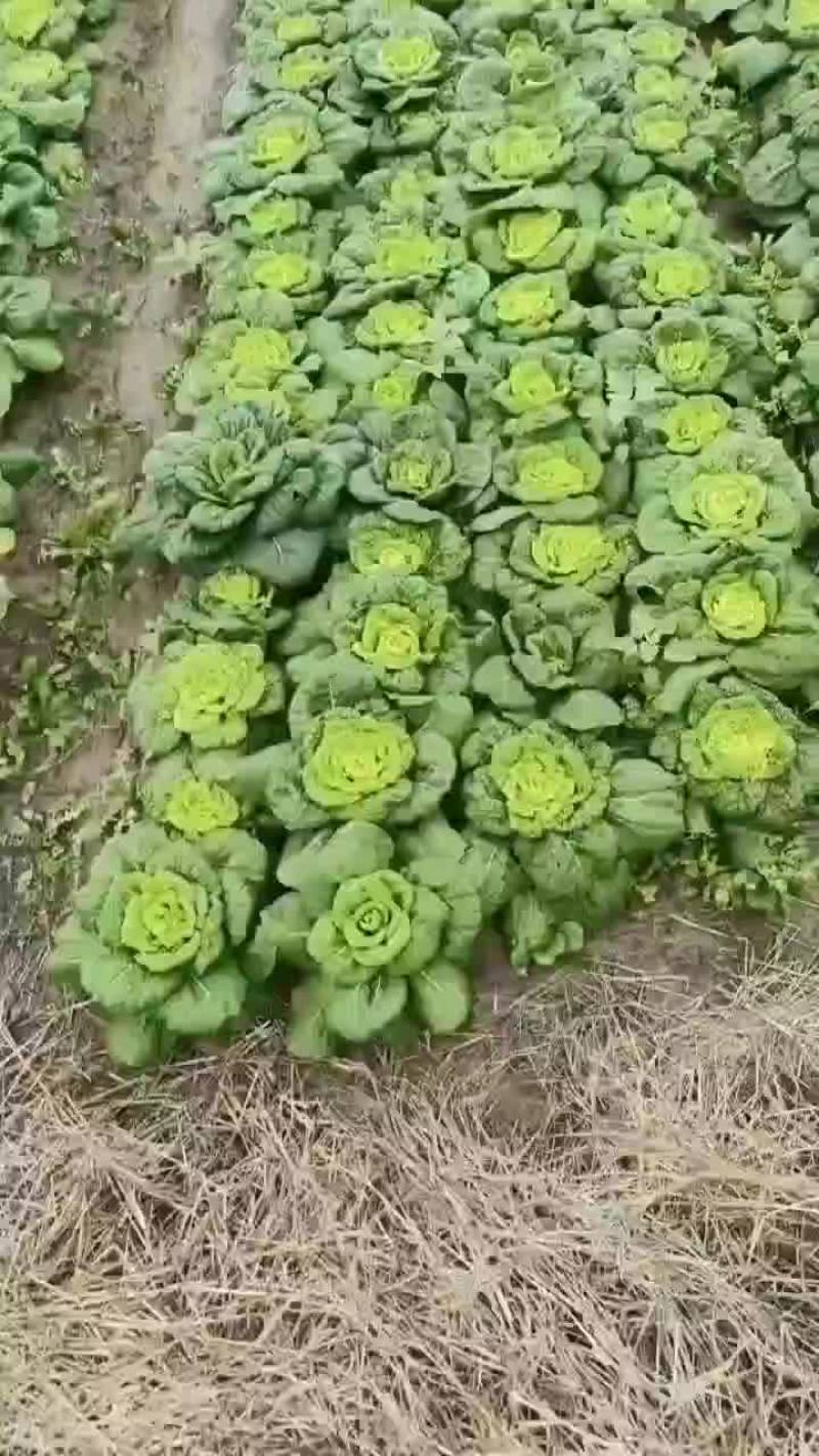 黄心塔菜供商超农贸电商平台