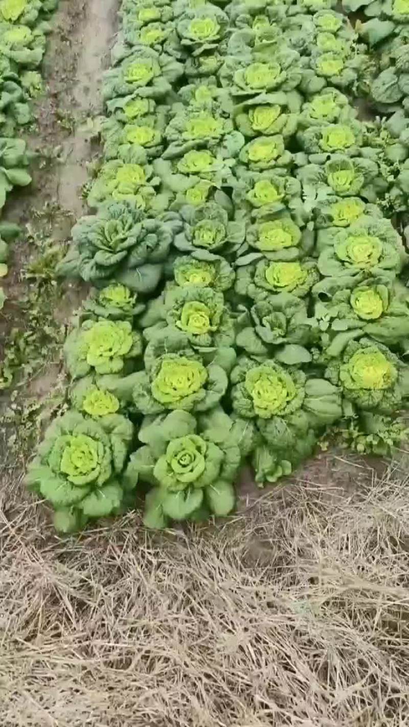 黄心塔菜供商超农贸电商平台