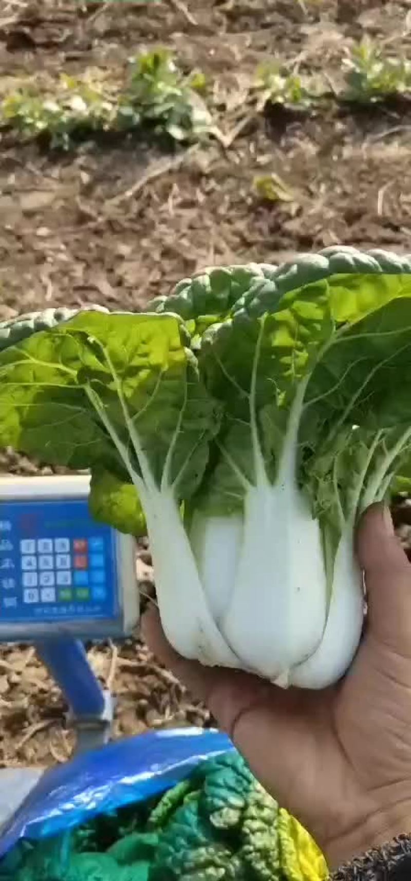黄心塔菜供商超农贸电商平台