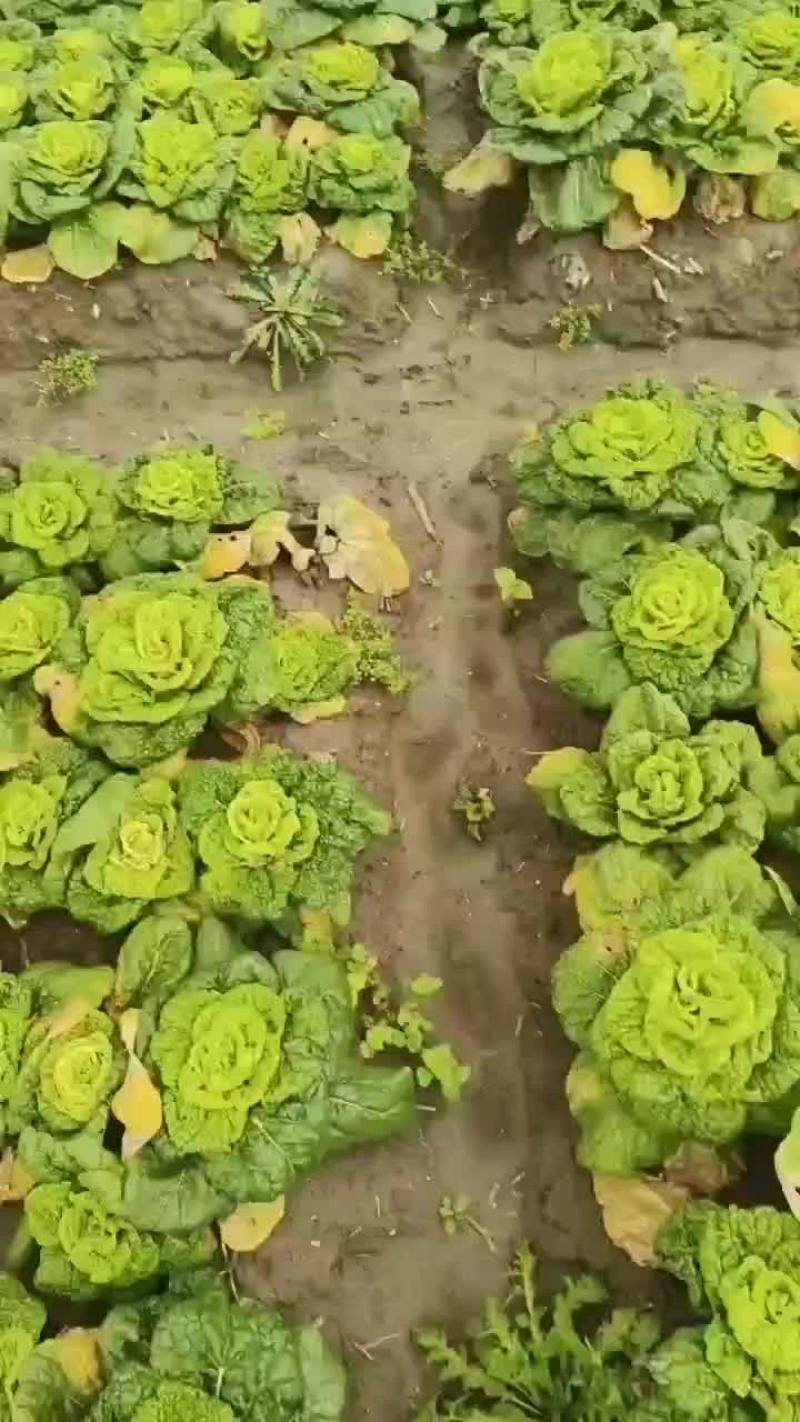 黄心塔菜供商超农贸电商平台