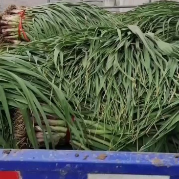 红根蒜苗