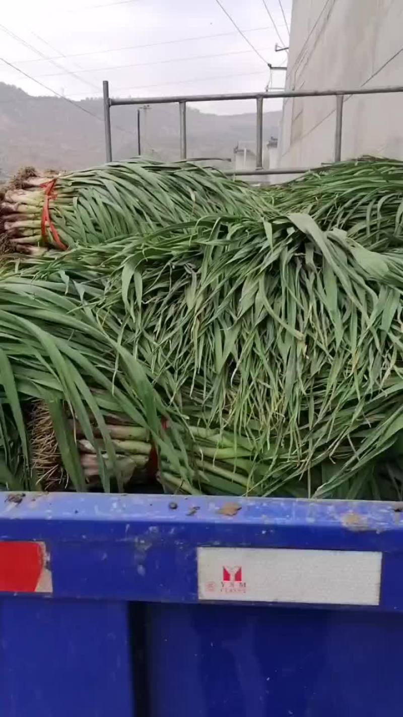 红根蒜苗