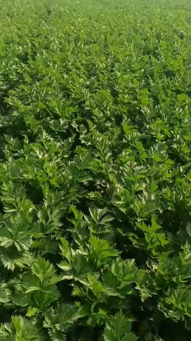 市场，加工厂，水饺厂，电商，市场西芹零农残符合出口标准