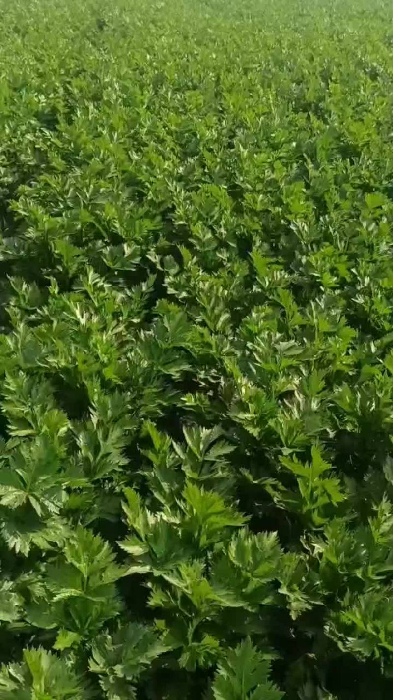 市场，加工厂，水饺厂，电商，市场西芹零农残符合出口标准
