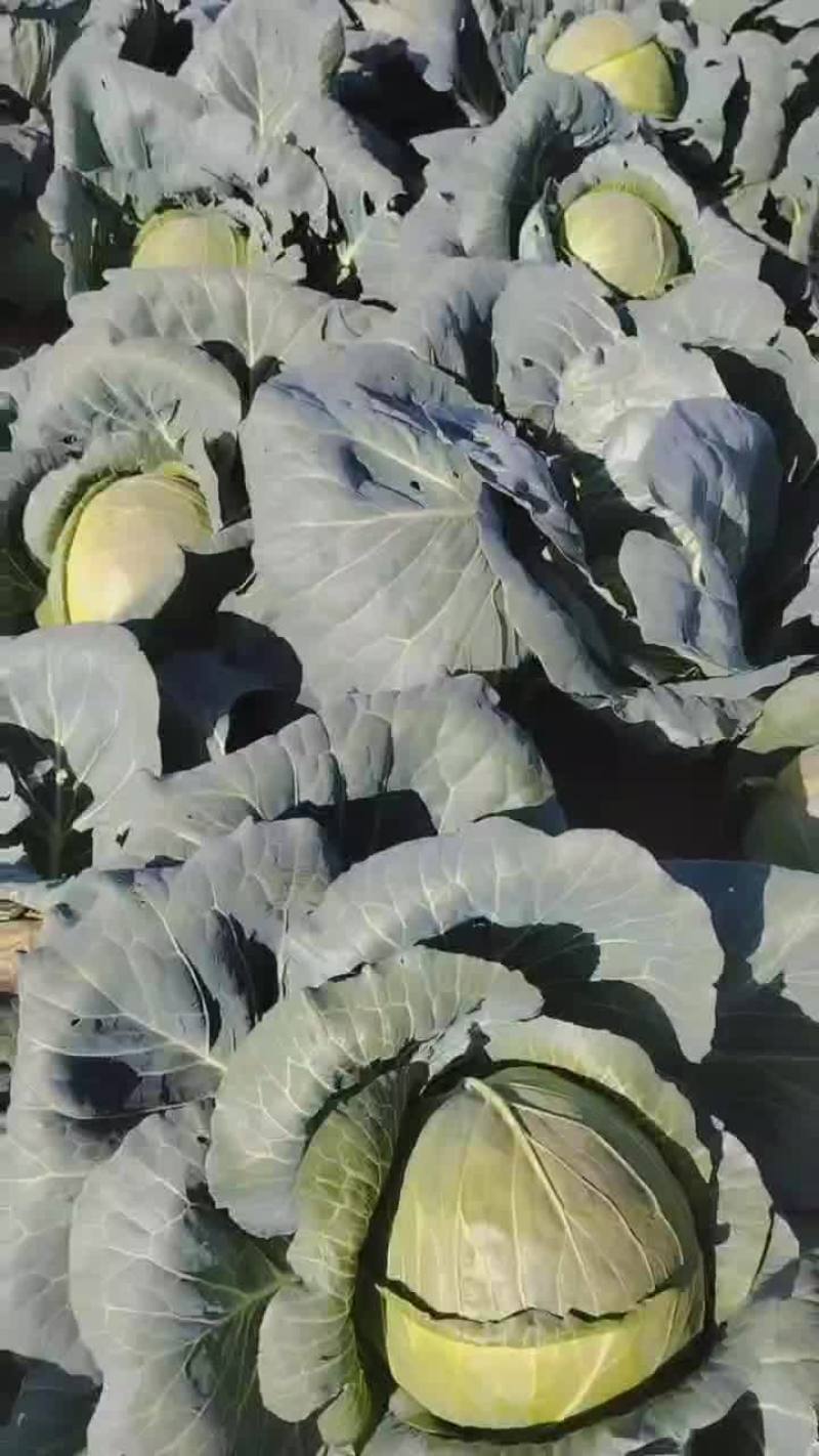 圆包菜