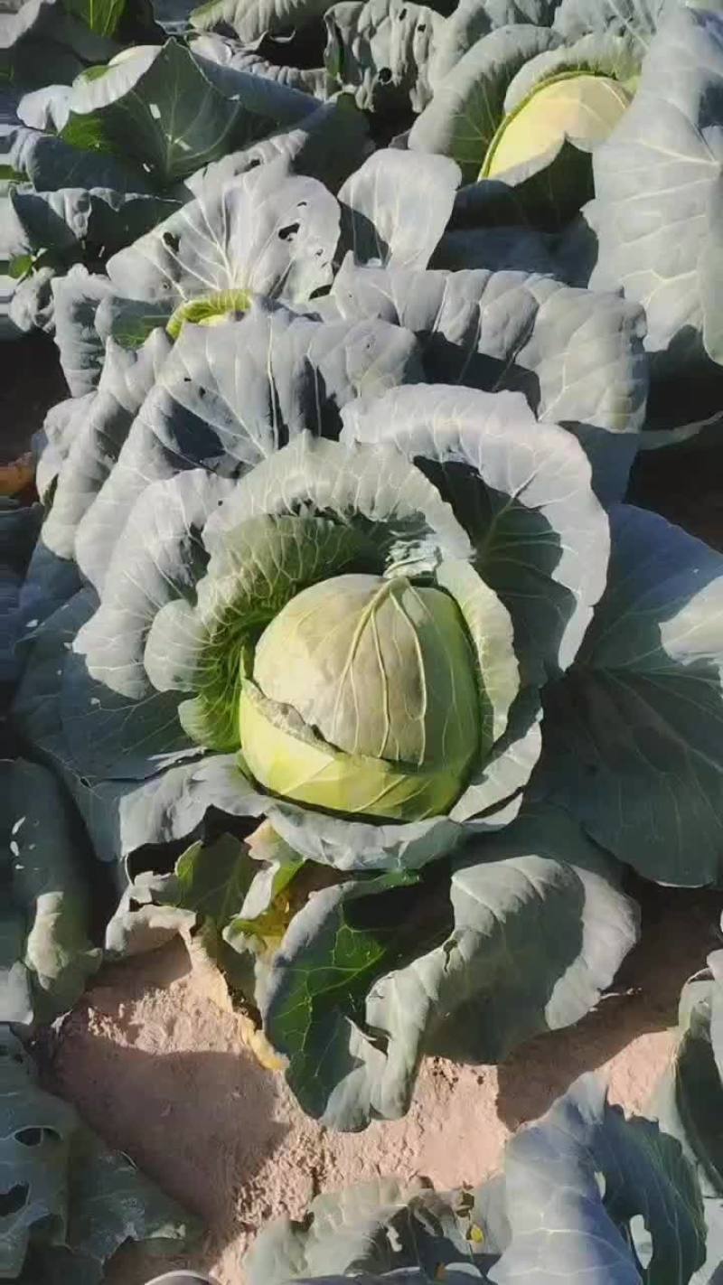 圆包菜