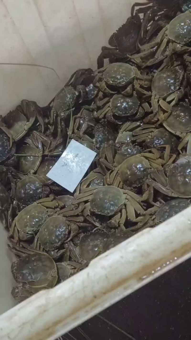 湖北洪湖产地批发；大闸蟹，青壳白底，一件包邮，诚信经营！
