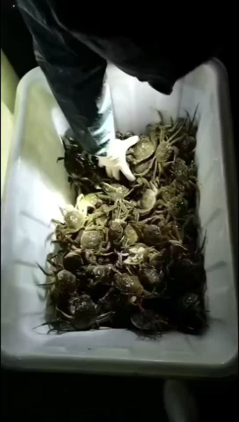 湖北洪湖产地批发；大闸蟹，青壳白底，一件包邮，诚信经营！