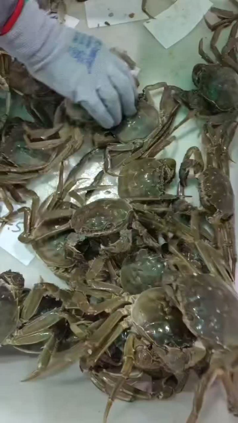 湖北洪湖产地批发；大闸蟹，青壳白底，一件包邮，诚信经营！