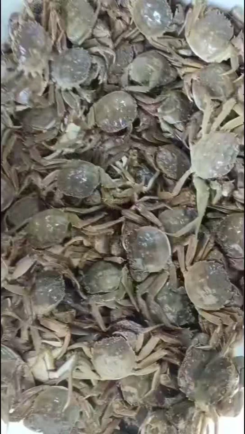 湖北洪湖产地批发；大闸蟹，青壳白底，一件包邮，诚信经营！