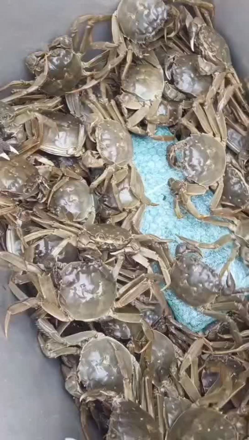 湖北洪湖产地批发；大闸蟹，青壳白底，一件包邮，诚信经营！