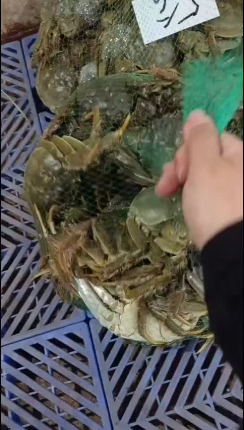 湖北洪湖产地批发；大闸蟹，青壳白底，一件包邮，诚信经营！