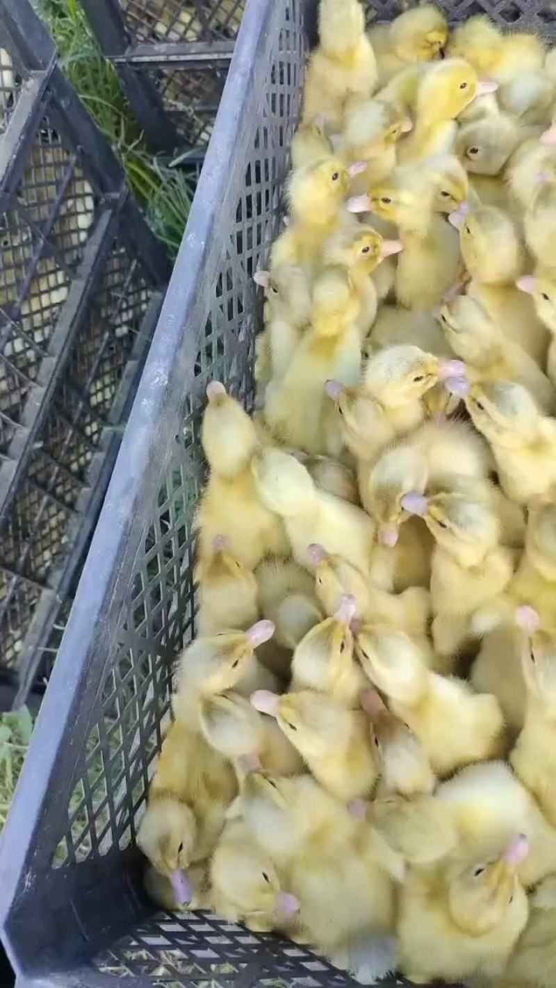 新品种，海南红鸭苗送到，红鸭包回收，想养的欢迎来电