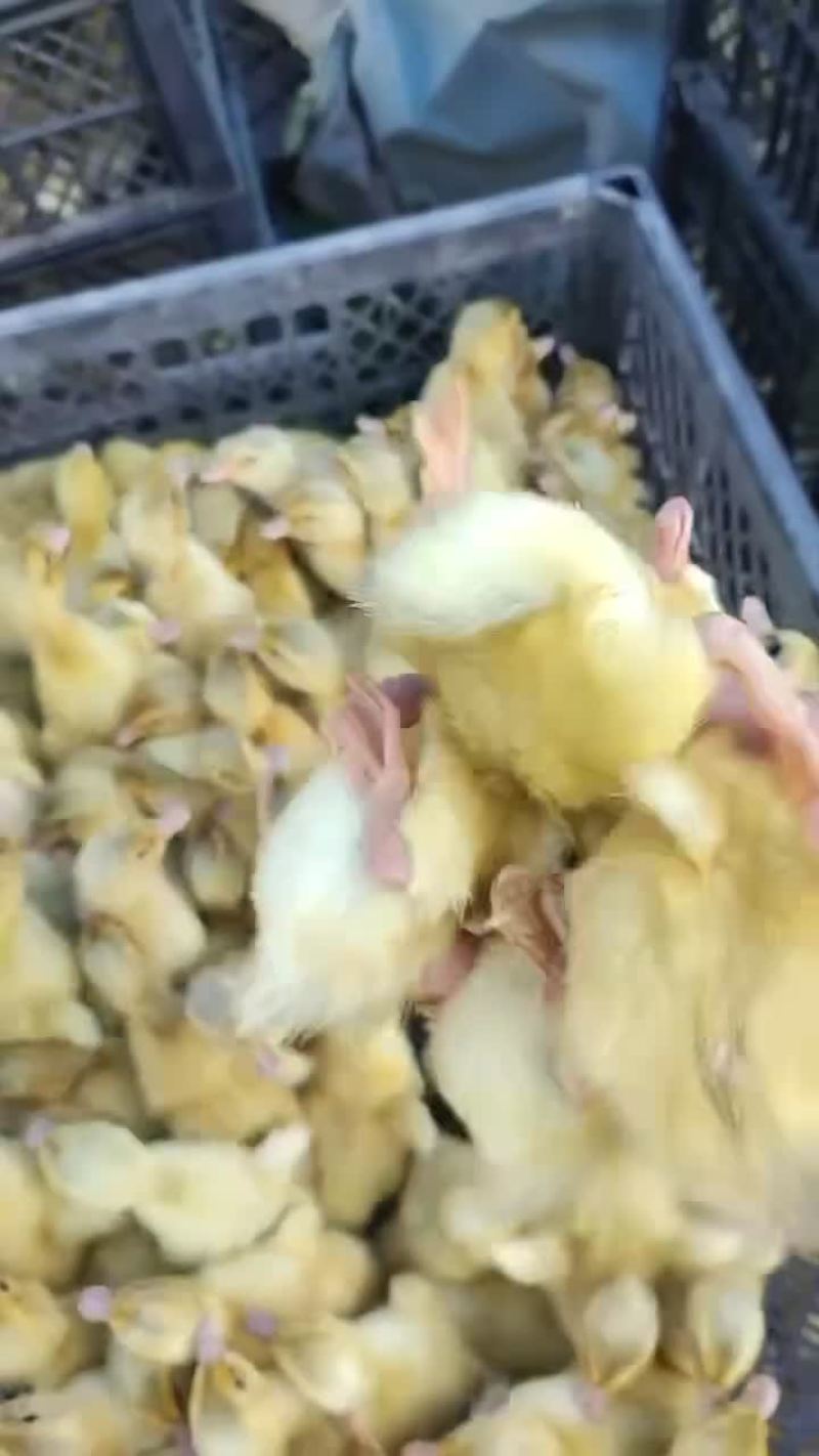 新品种，海南红鸭苗送到，红鸭包回收，想养的欢迎来电