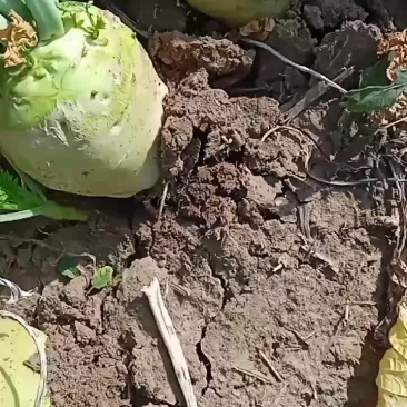 芥菜