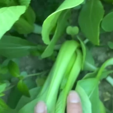 精品小颗上海青