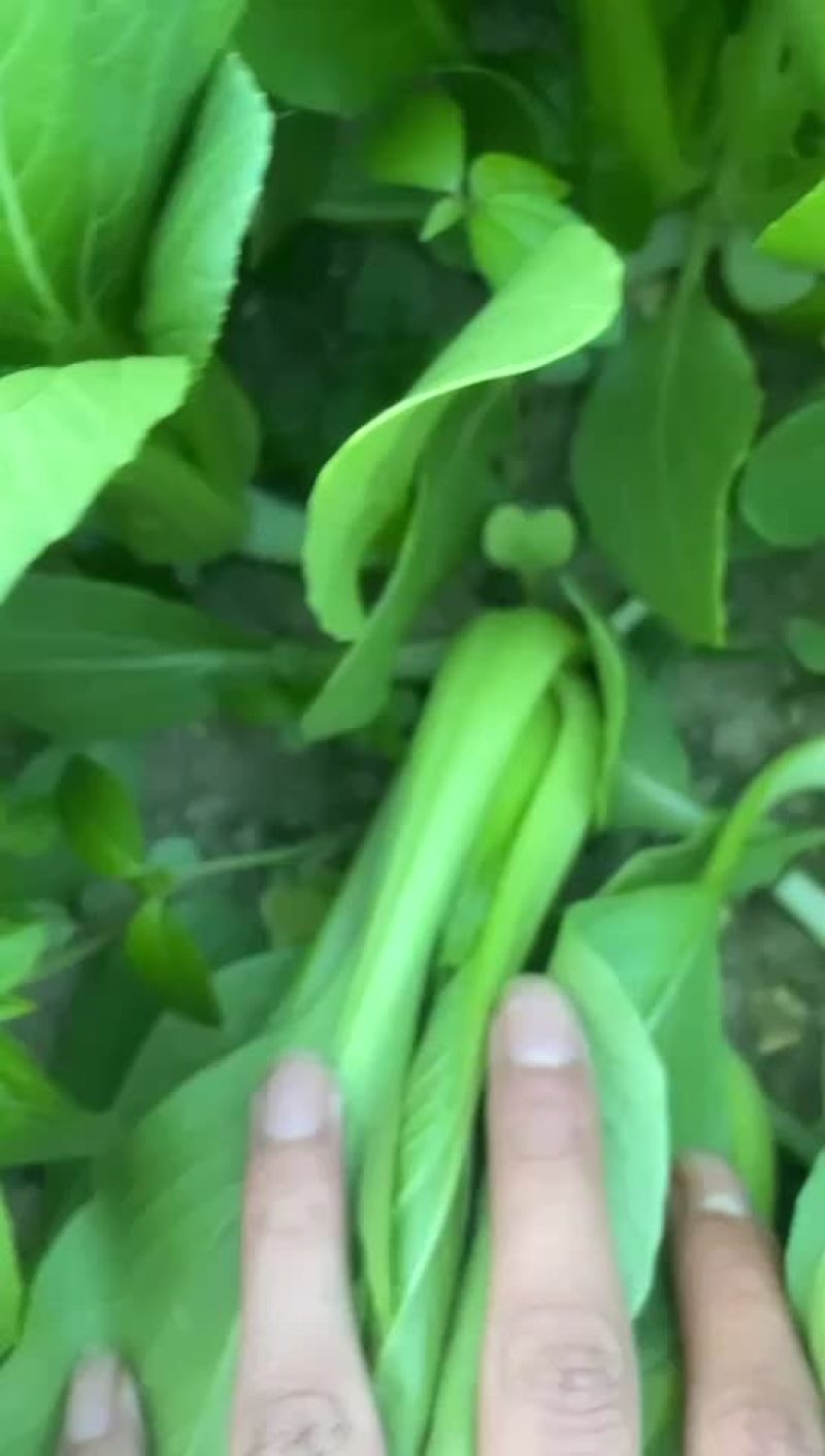 精品小颗上海青
