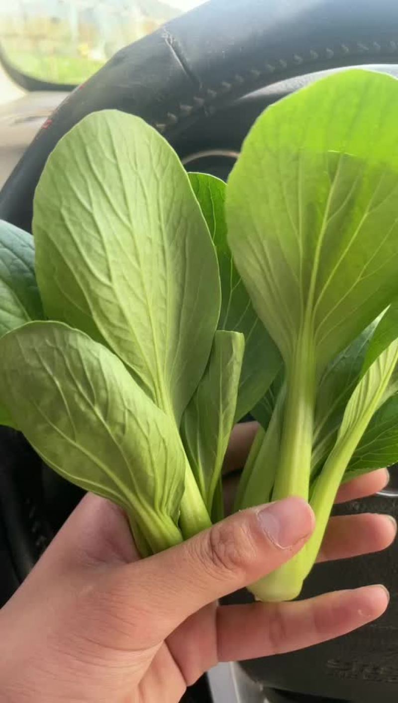 精品小颗上海青