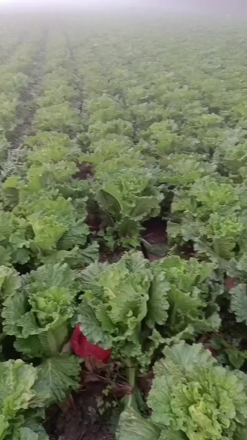 精品秋绿60