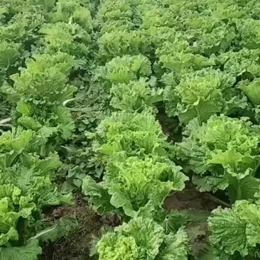 精品秋绿60