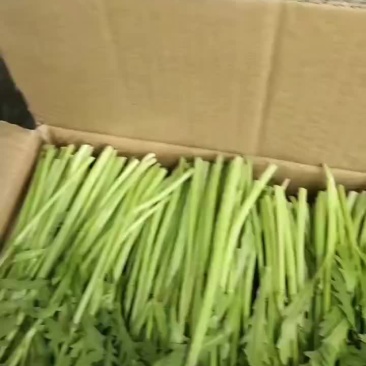 精品茼蒿