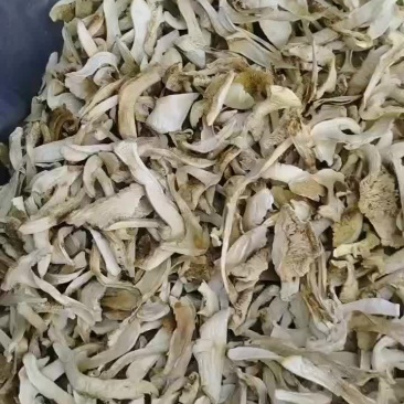 松茸干片