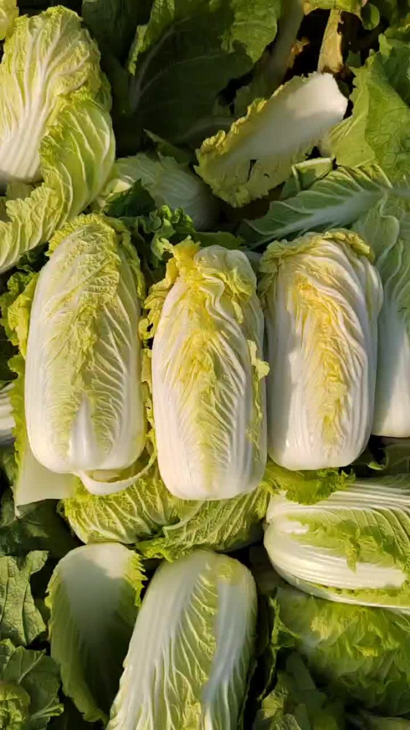 固安精品黄心娃娃菜大量上市