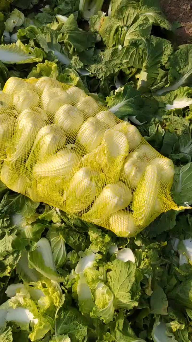 固安精品黄心娃娃菜大量上市
