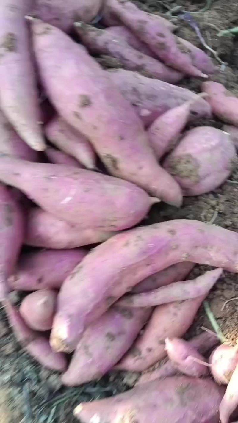 西瓜红薯一