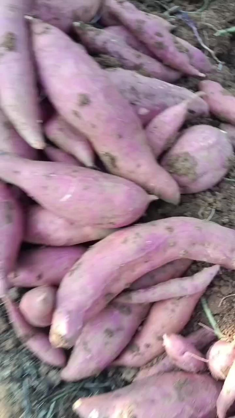 西瓜红薯一