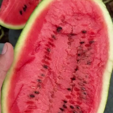 黑美人西瓜
