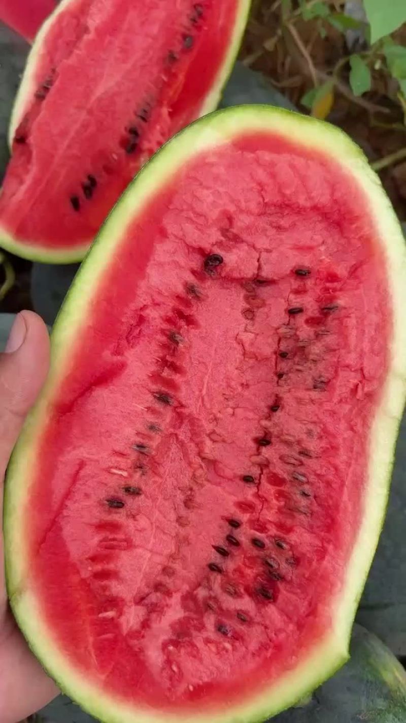 黑美人西瓜