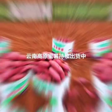 云南高原蜜薯持续出货中