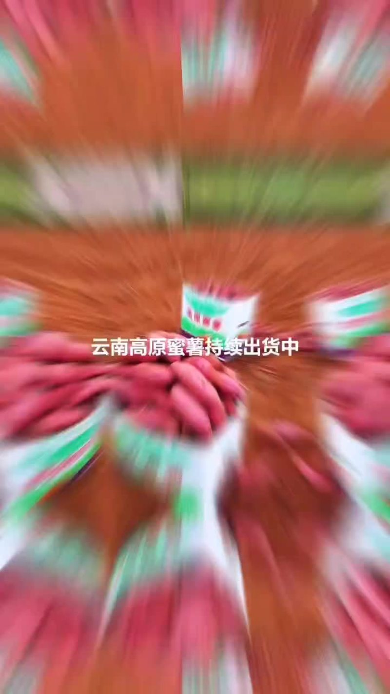 云南高原蜜薯持续出货中