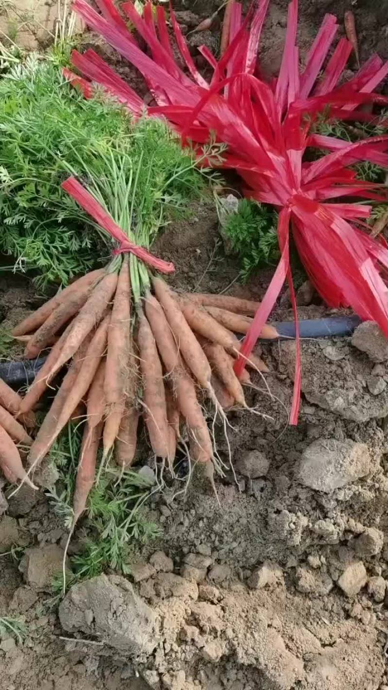 小顶胡萝卜