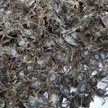蟹苗大闸蟹苗