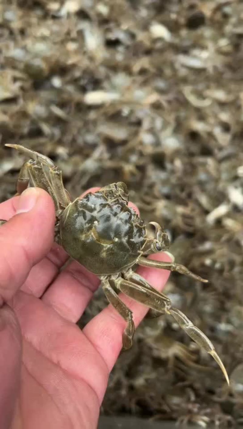 蟹苗大闸蟹苗