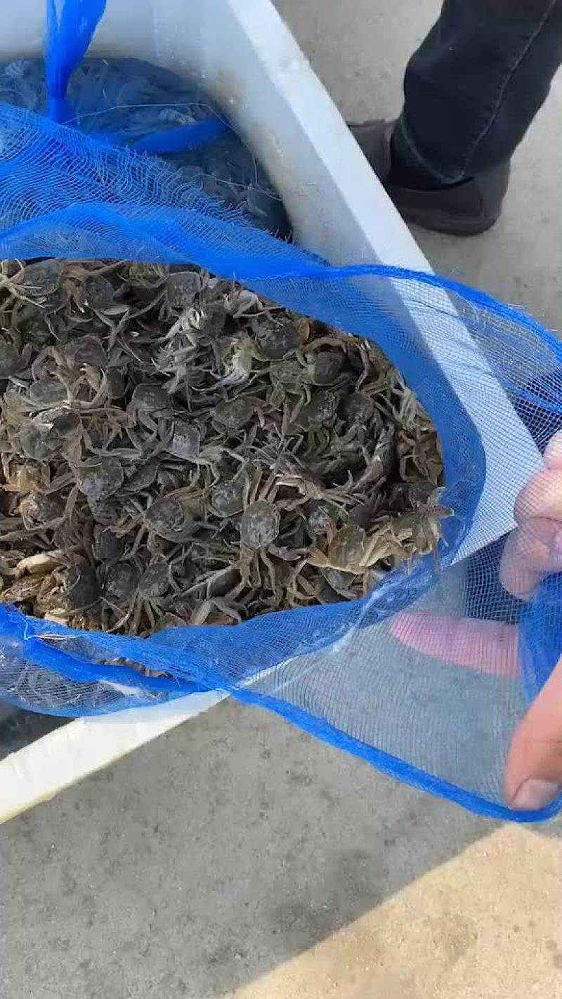 蟹苗大闸蟹苗
