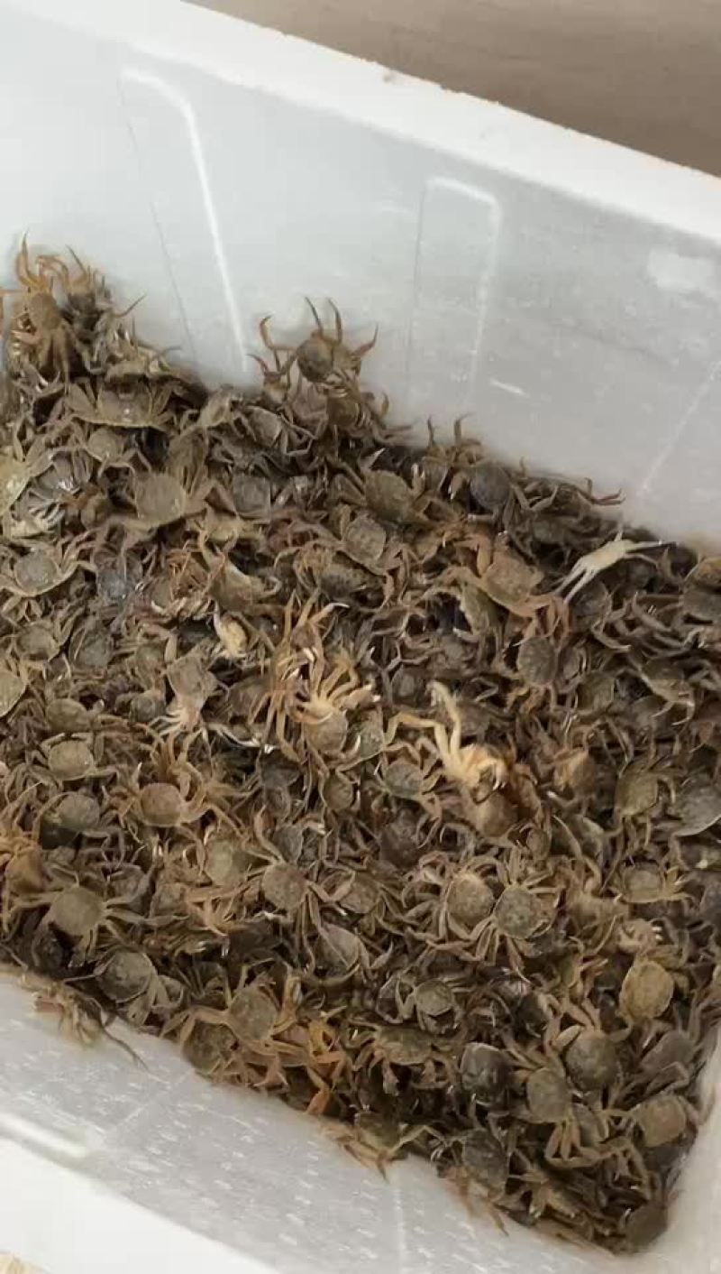 蟹苗大闸蟹苗
