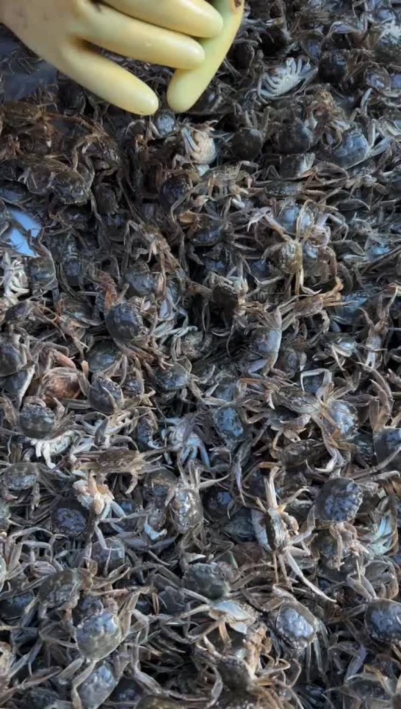 蟹苗大闸蟹苗