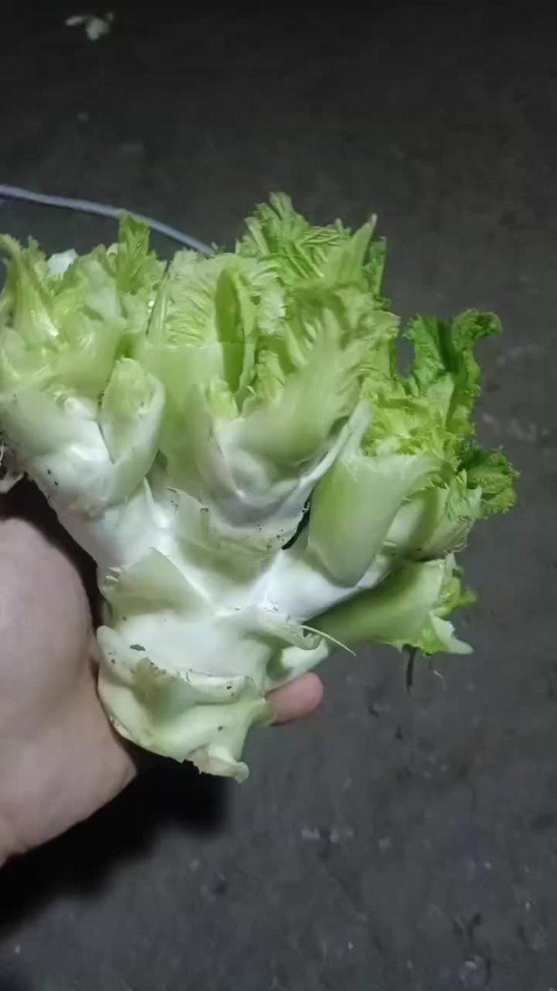 儿菜