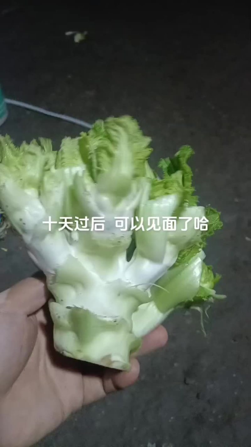 儿菜